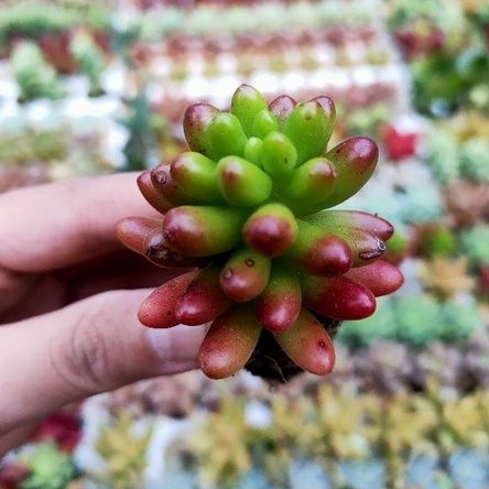 SEN ĐÁ THẠCH NGỌC ĐỎ MINI