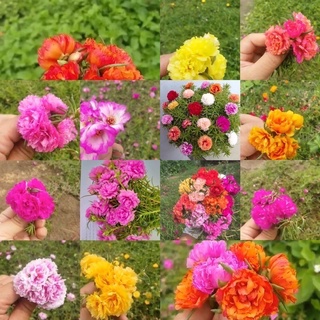 GIỐNG HOA MƯỜI GIỜ THÁI KÉP ( MIX 15 MÀU)