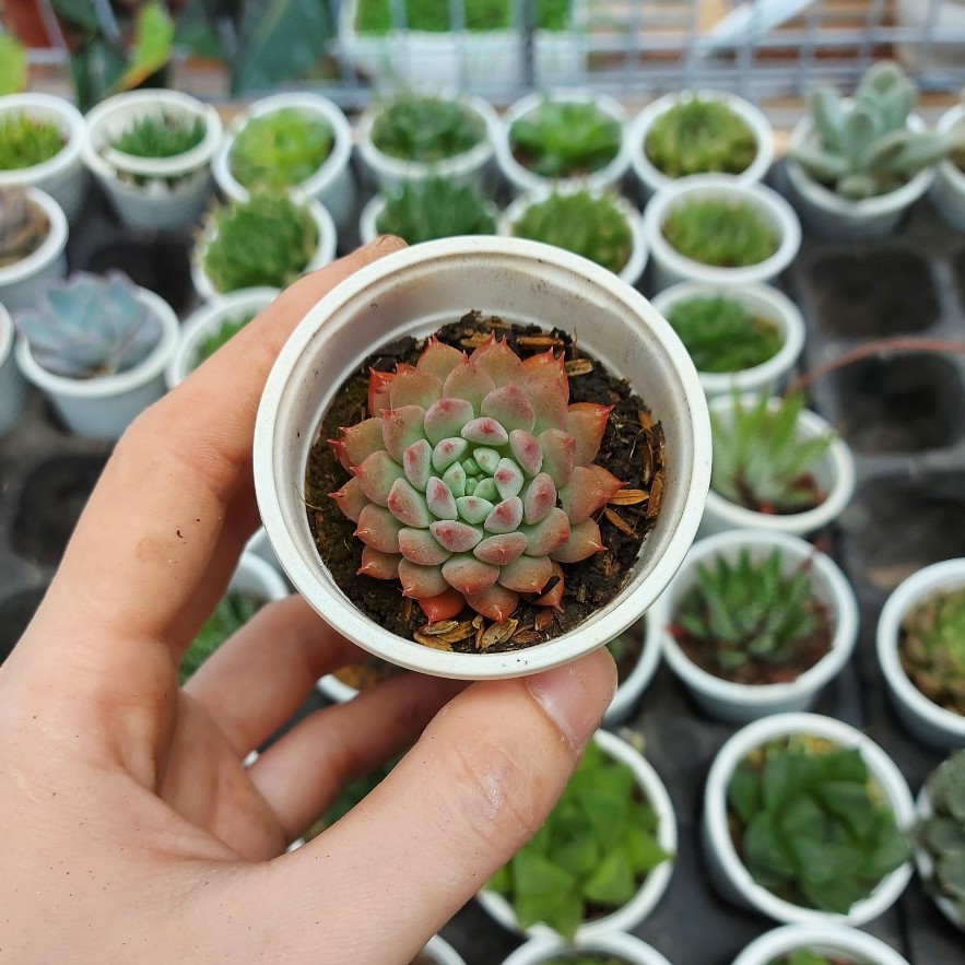 Sen đá cúc cánh nhọn