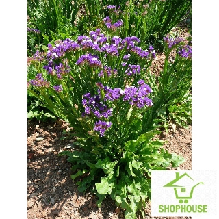 shophouse 50 hạt giống hoa salem nhiều màu  SHOP HOUSE  TẾT KHUYẾN MẠI