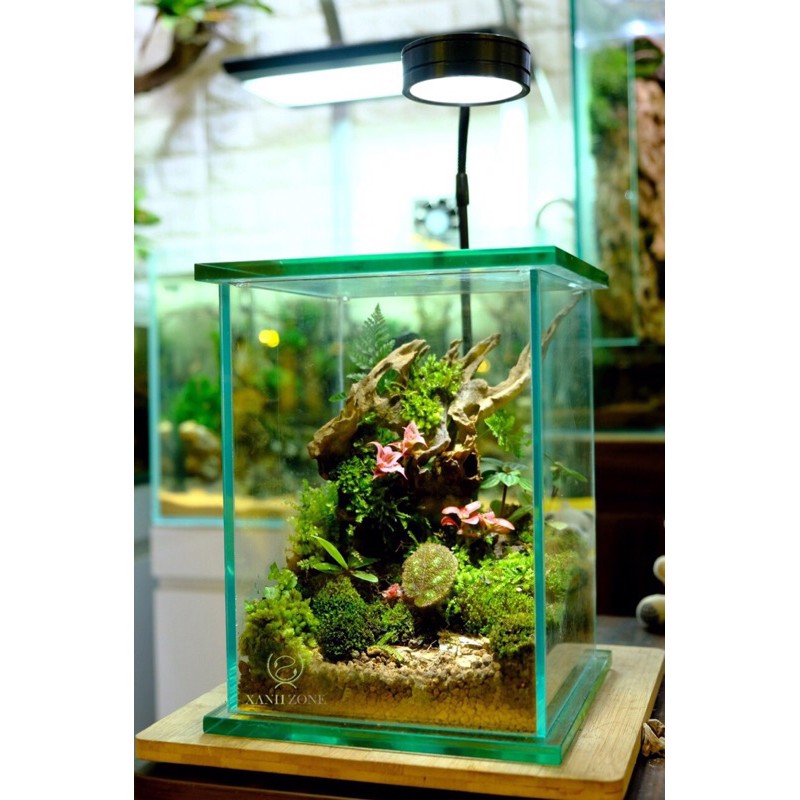 Dứa tiểu phụng mini set bình terrarium, gắn lũa, đá hồ bán cạn ( 1 cây )