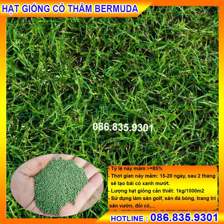 HẠT GIỐNG CỎ THẢM BERMUDA XANH, ĐƯỢC SỬ DỤNG LÀM SÂN GOLF, SÂN ĐÁ BÓNG,... GÓI 100G