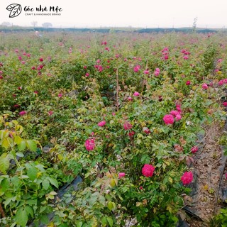Nước chưng cất hoa hồng handmade