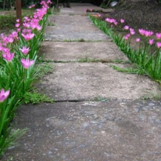 Củ huệ mưa ( hoa tắc tiên)h