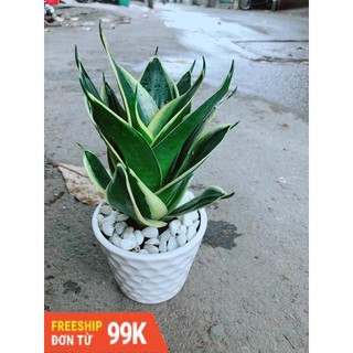 Chậu Lưỡi Hổ Thái Búp Sen