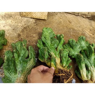 xương rồng vân sơn