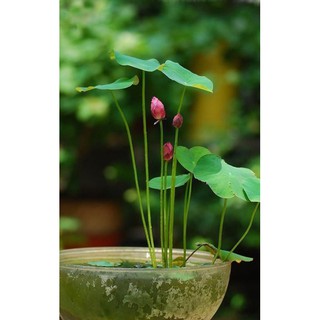 COMBO 100 HẠT SEN NHẬT