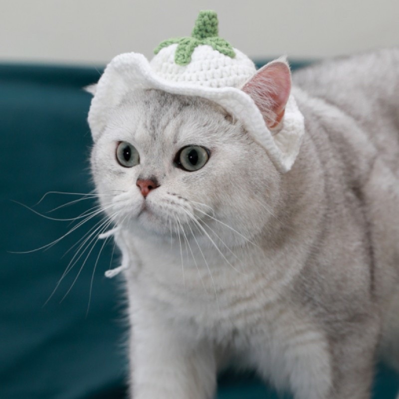 Mũ len dễ thương cho chó mèo nhiều kích thước