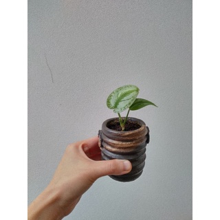 Cây Trầu Bà Lụa Trầu Bà Pháp