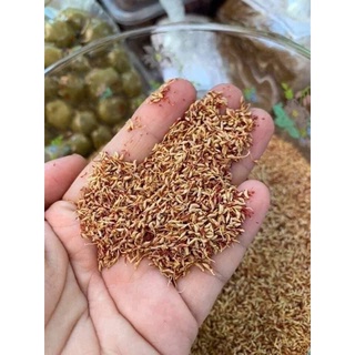 Thạch Mác Púp Cao Bằng ( Hạt làm thạch không cần nấu)