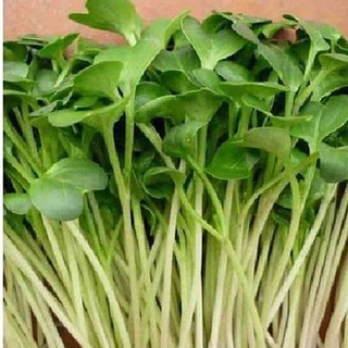 Hạt giống rau Mầm cải xanh Đà Lạt 50gr - DC