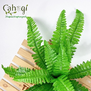 Dương Xỉ Vải Cỡ Trung 50cm