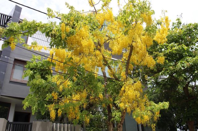 HOA MUỒNG HOÀNG YẾN ( OSAKA VÀNG ) - Loài Hoa Đẹp, Tươi Tắn, Được Mệnh Danh " Loài Hoa Thế Kỷ ".