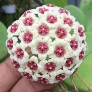 Cẩm cù lá trái tim