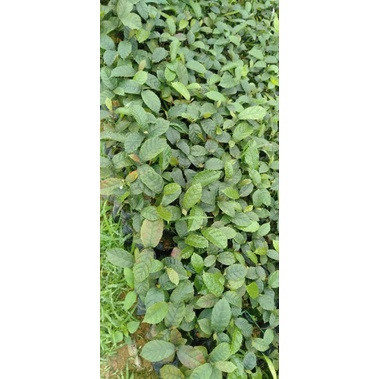 Cây giốngchay ăn quả cao 15.20cm