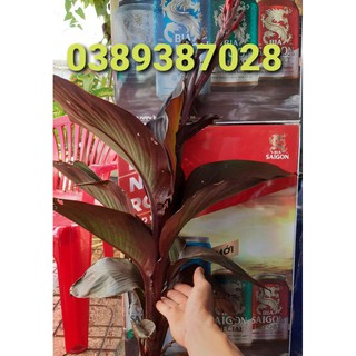cây dong riềng đỏ,thân đỏ,lá đỏ như hình