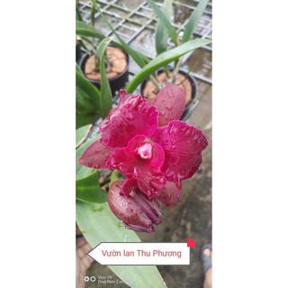 ❤️❤️Cattleya mini Đỏ Nhung