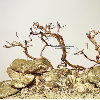 ĐÁ CUỘI VÂN MÂY NÂU KEM SIÊU ĐẸP (1 KG) - CHUYÊN THIẾT KẾ HỒ THỦY SINH BIOTOP ĐIỂM NHẤN QUAN TRỌNG CHO BỂ CÁ THỦY SINH