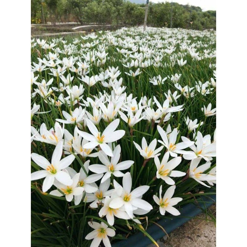(Mới bán giá tặng) Củ huệ mưa trắng 1củ