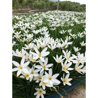 (Mới bán giá tặng) Củ huệ mưa trắng 1củ