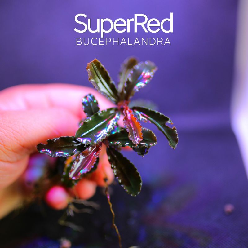 Bucep Super Red | Cây thủy sinh lá siêu đỏ | hàng ngọn | lá cạn