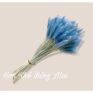 [10 bông] Hoa khô CỎ ĐUÔI THỎ Lagurus Bunny Tails màu XANH BẠC decor phong cách vintage- Bông đuôi thỏ