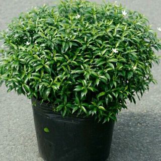 Mai Tiểu Thư