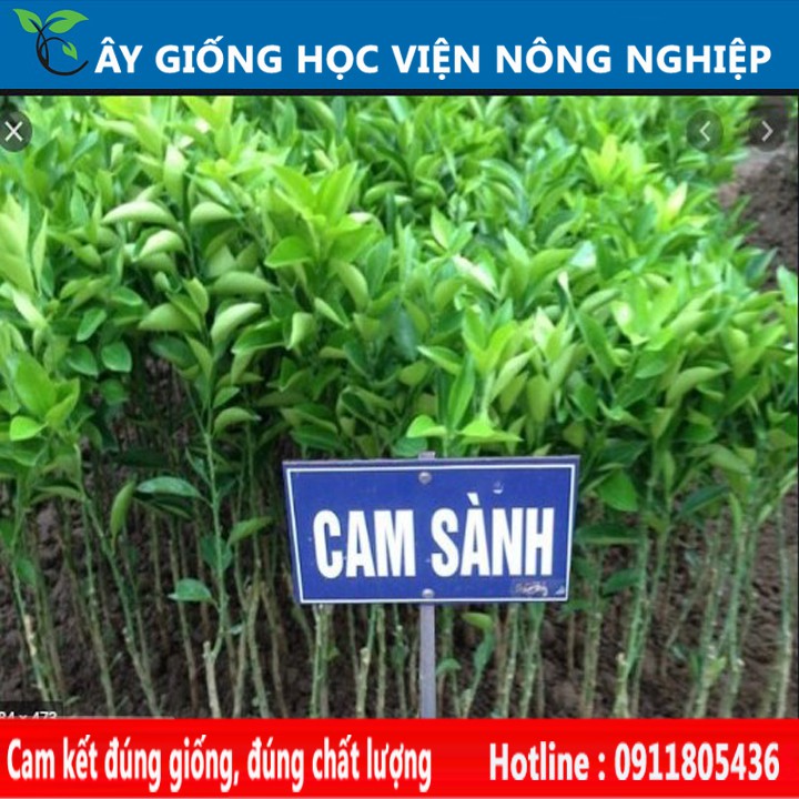 giống cam sành Hà Giang