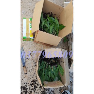1 khóm địa lan hạc đỉnh nâu