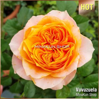 Hoa hồng ngoại Vuvuzuela màu cam cá hồi cực Hot - MinaKun Shop