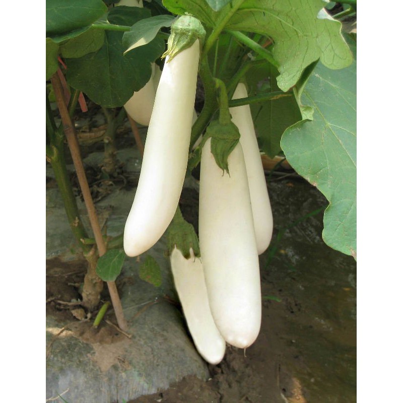 Hạt giống Cà trắng ngà voi dài siêu quả nhập nguyên gói Thái Lan ( White Long Eggplant )