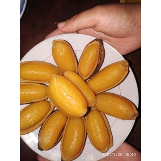 cây chuối sáp nghệ