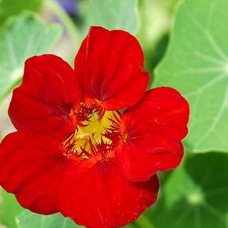 Hạt giống Sen cạn mix màu