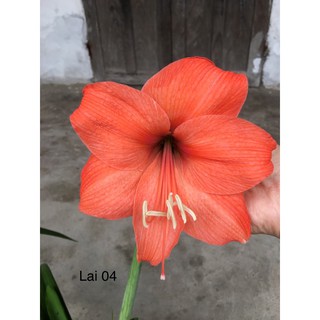 Tổng hợp các con lai ❤️