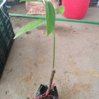 Cây dâu da đất giống