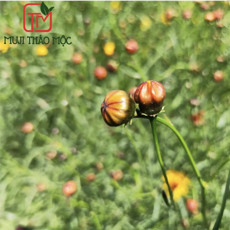 Nụ Cúc Tuyết Hoang Dã  - Cải Thiện Giấc Ngủ, Thanh Nhiệt Giải Độc, Đẹp Da Chống Lão Hoá