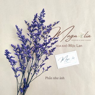 Hoa sao khô 🍁FREESHIP🍁 Hoa cắm hoa trang trí nhà cửa và phụ kiện