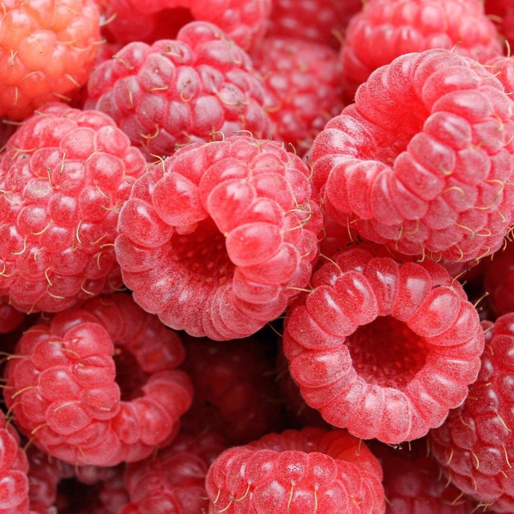 SPECIAL. Raspberry Sorbet