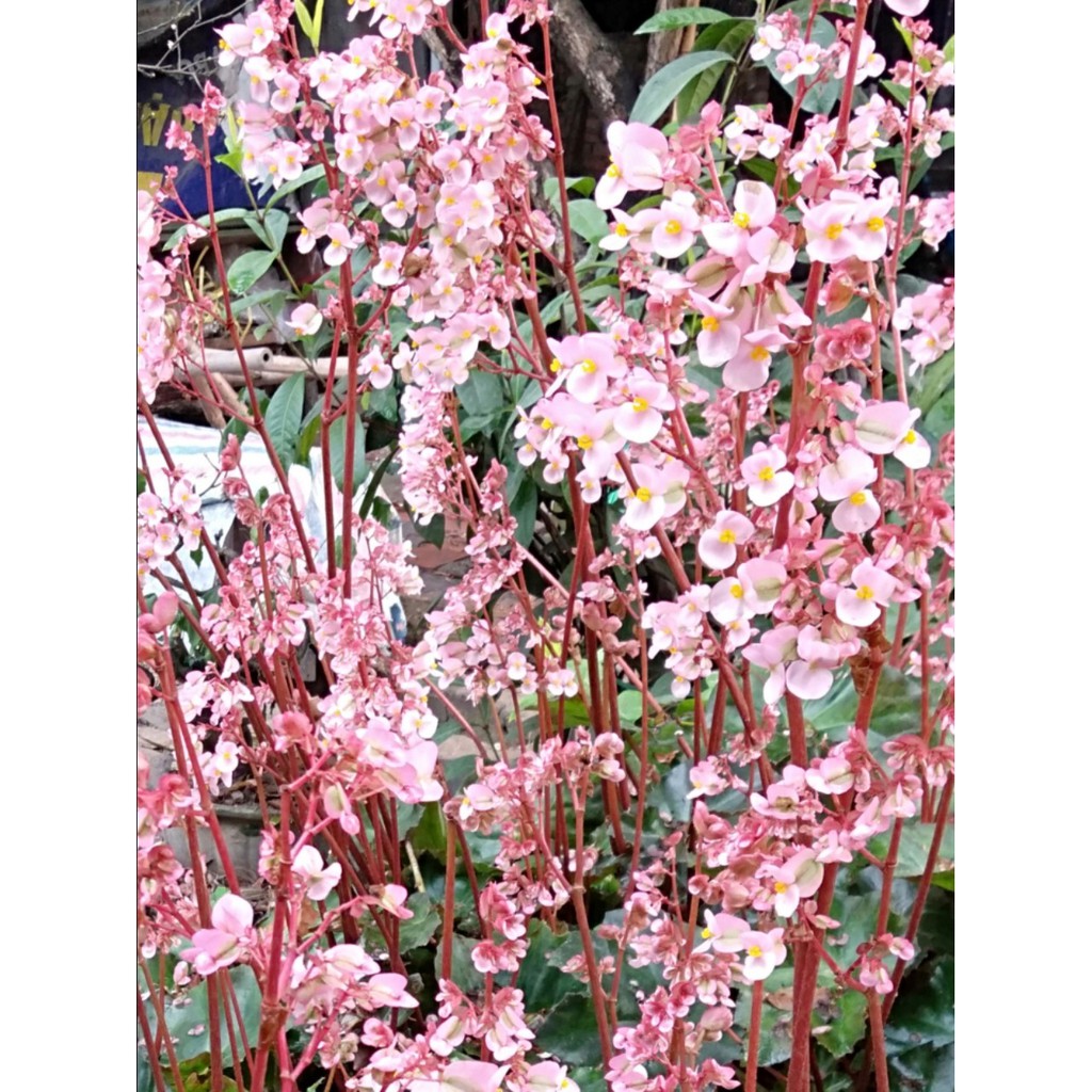 Combo 5 cây sen cạn là loài hoa cảnh có giá trị thẩm mỹ cao, thích hợp trồng ở trong nhà, văn phòng làm việc..