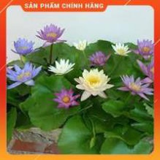 Hạt giống súng thái mini gói 5 hạt