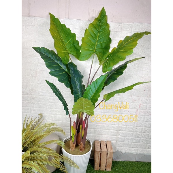 Cây giả-Cây Tai Voi Nam Phi loại cao cấp ,decor cực đẹp