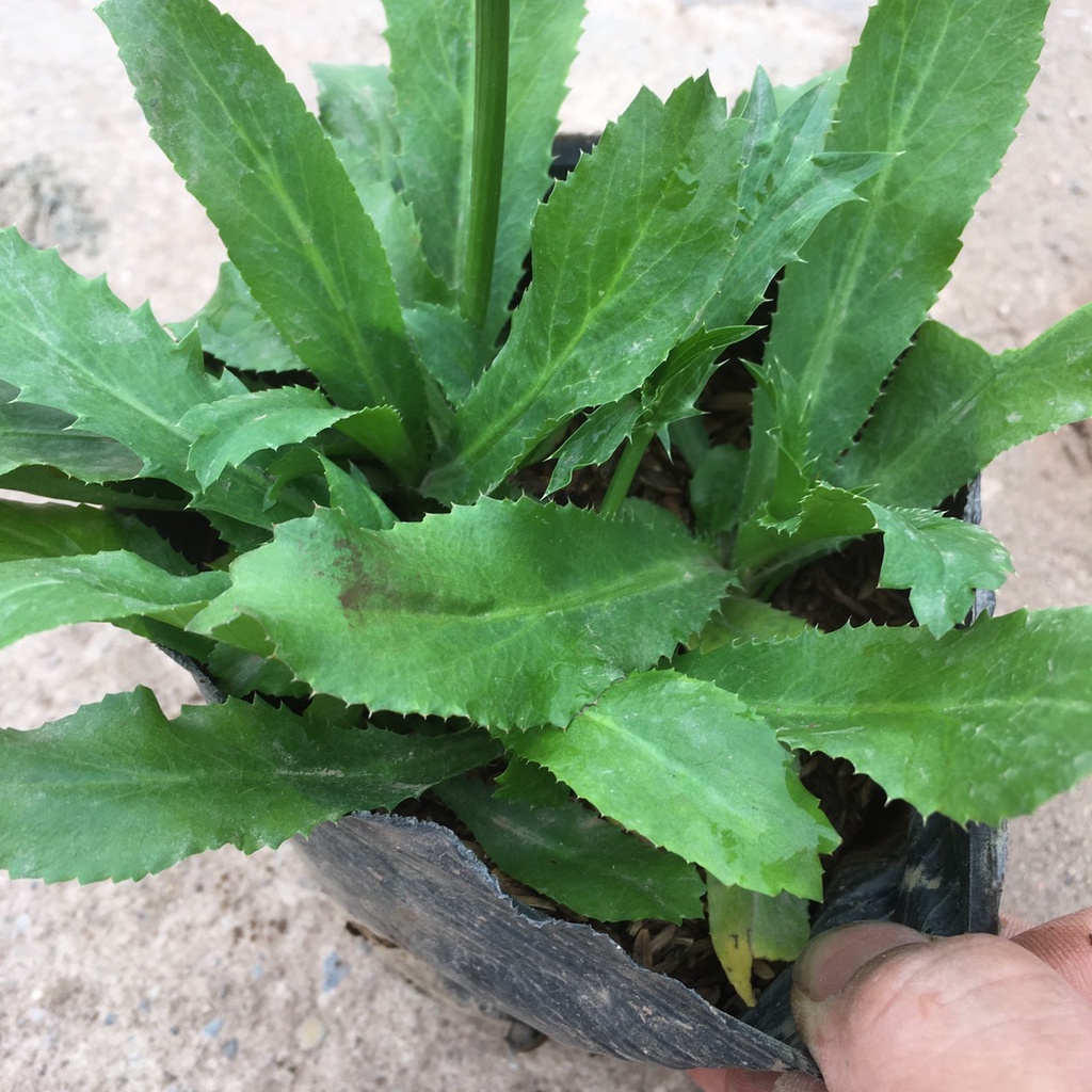 Cây Rau Mùi Tàu  Trồng Sẵn Bầu Đen