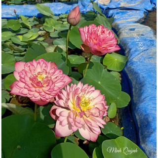Củ sen Red rosy