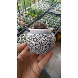 Chậu trồng cây: mẫu sứ tròn rạn