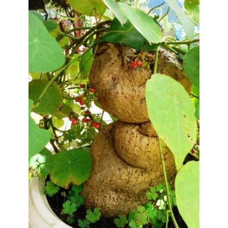 Củ bình vôi khô đẹp loại 1