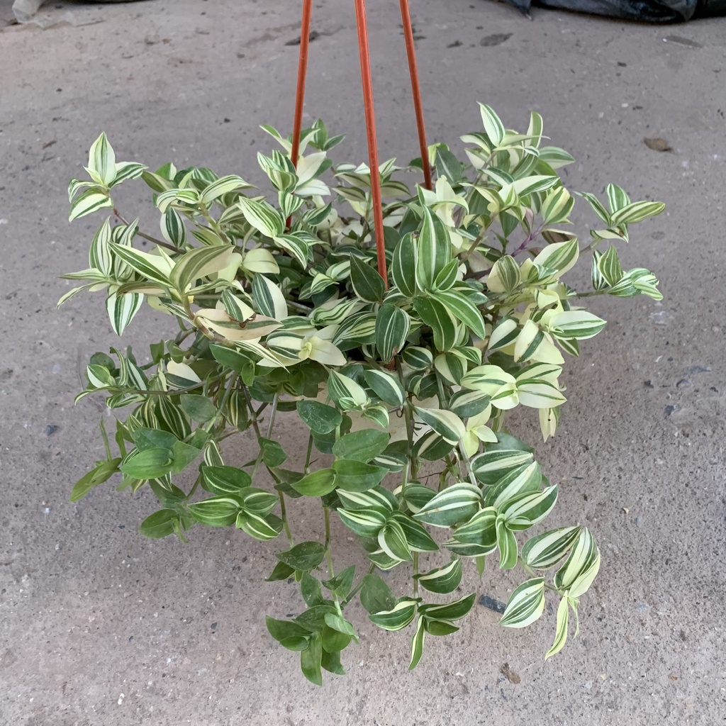 Cây thài lài cẩm thạch trồng chậu treo dài 20cm, vẻ đẹp lôi cuốn bắt mắt, cây cảnh treo ban công, sân vườn