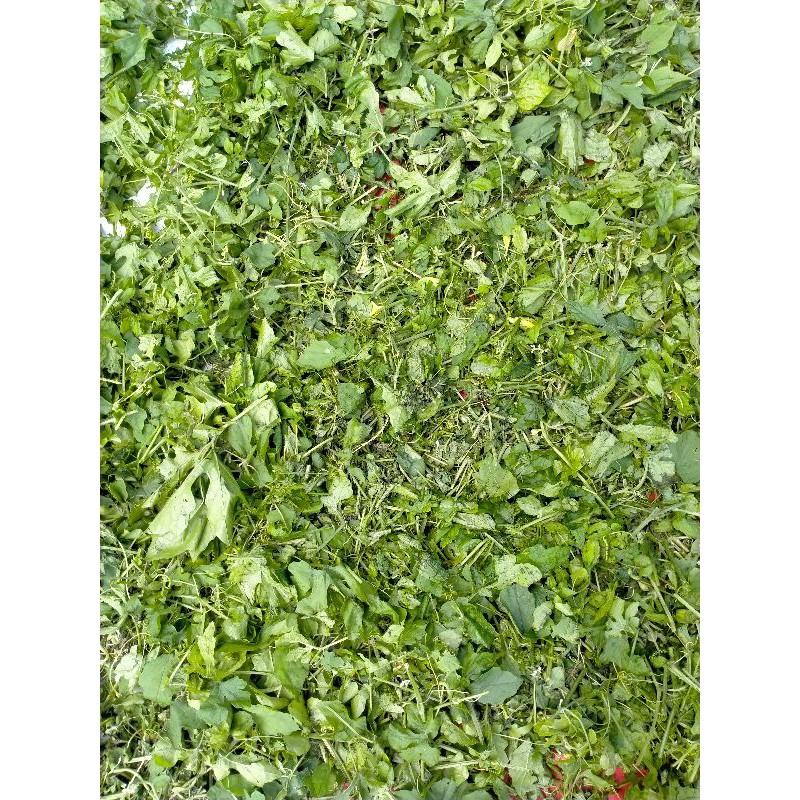 Lá mướp đắng rừng. 0,5kg