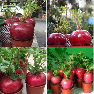 10 Hạt giống củ cải đỏ khổng lồ ( củ cải thần tài )