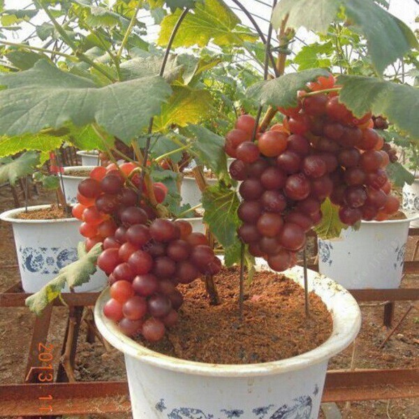 Cây giống nho lùn pháp dễ trồng sau 1 năm cho trái