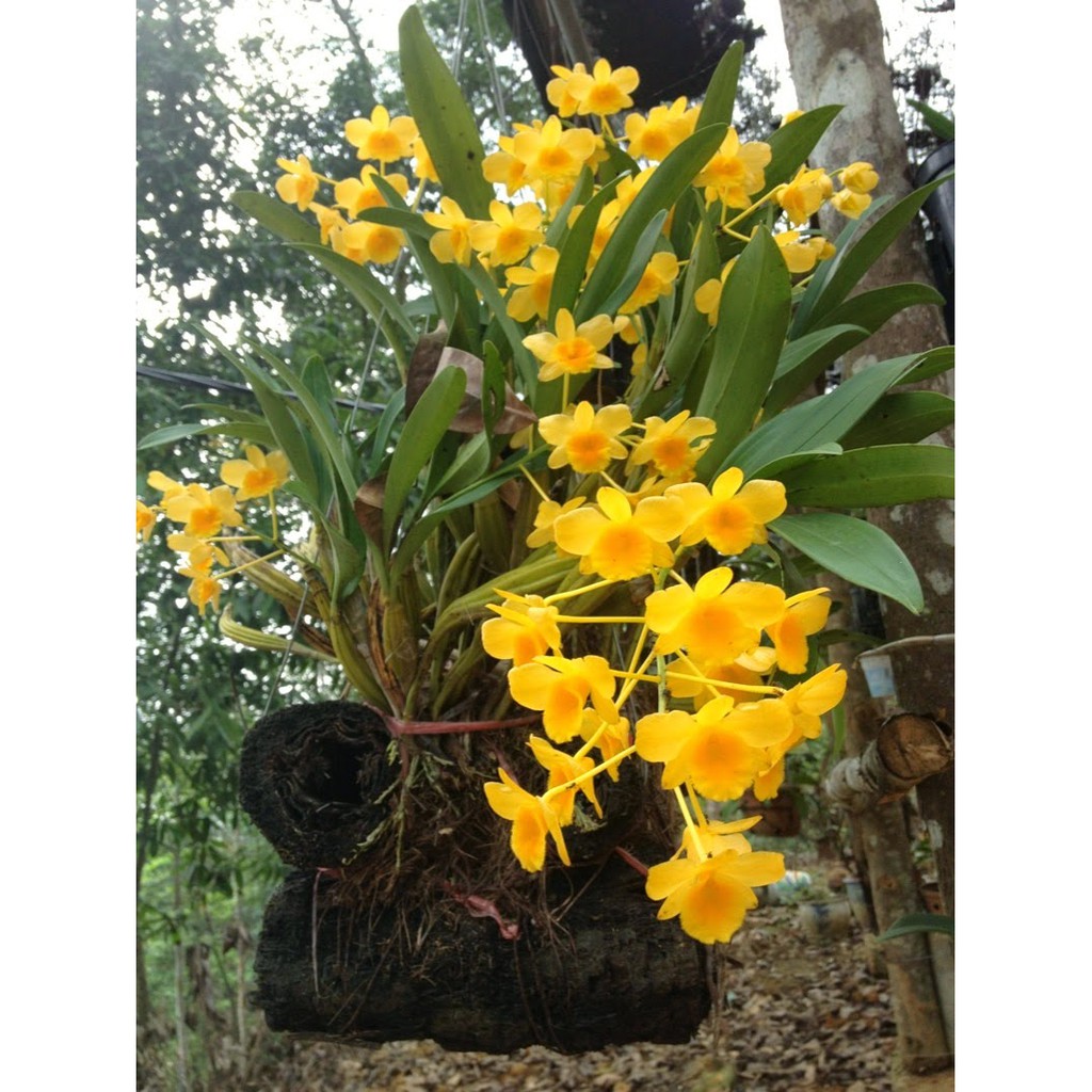 Lan sơn thủy tiên